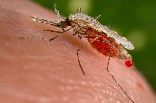 se prémunir du paludisme